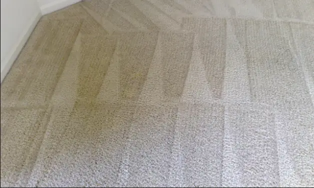 Living room carpet striped with clean wand passes